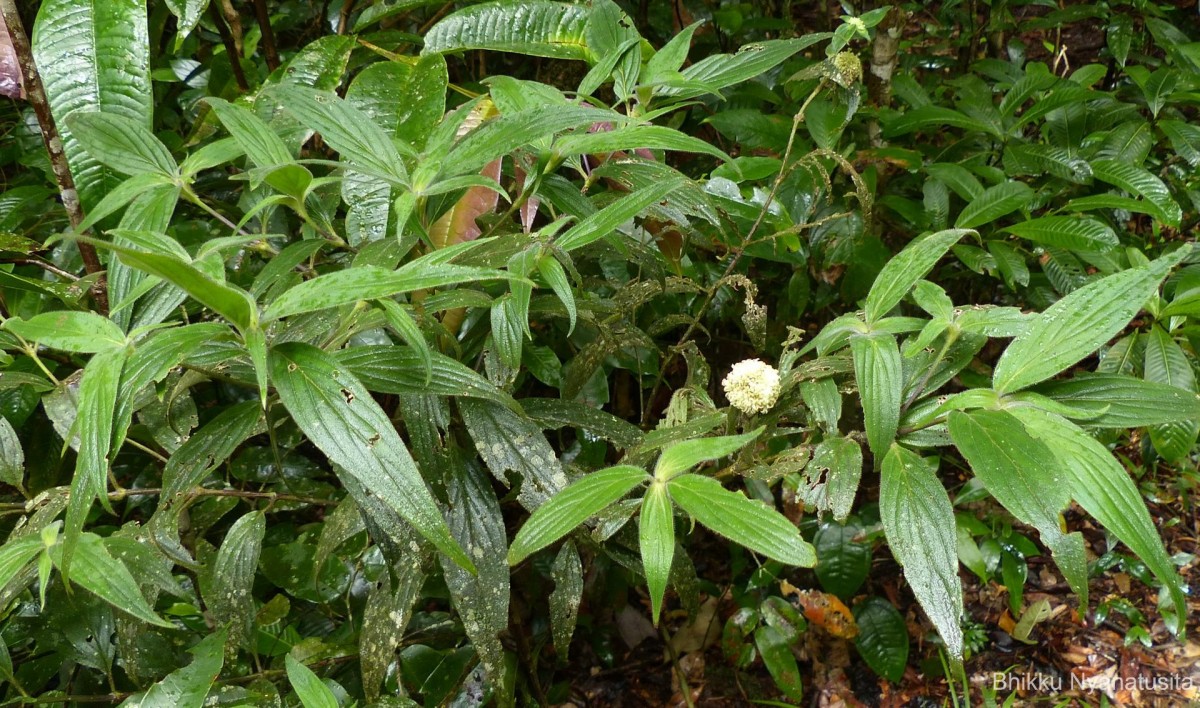 Hedyotis thwaitesii Hook.f.